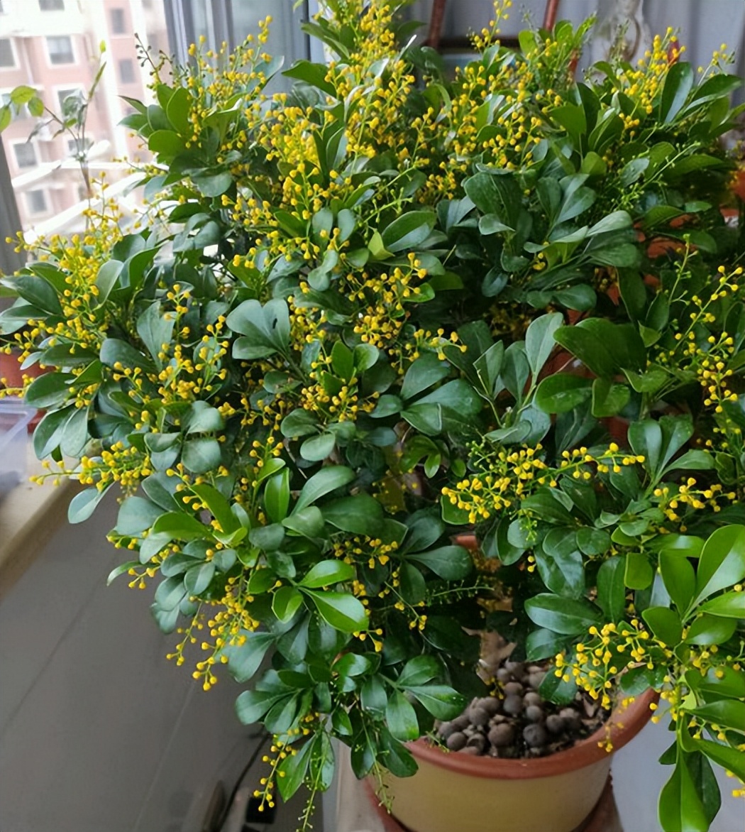 黄叶病如何阻止,黄叶烂根花怎么养最佳图文