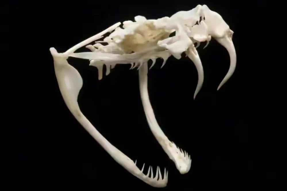 家里有蛇怎么办蛇怕什么,驱蛇防蛇用什么最好