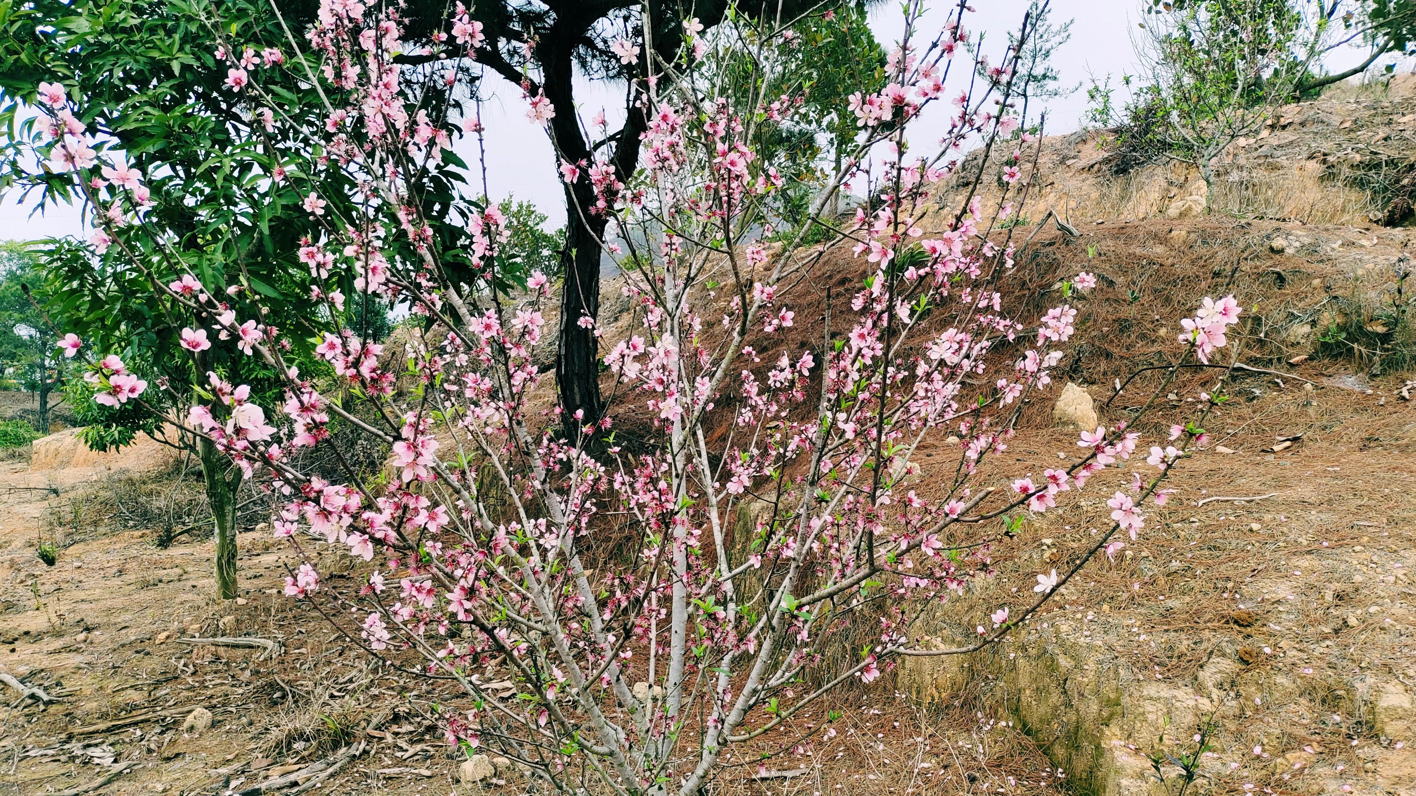 桃花古诗词歌曲,桃花古诗词最出名