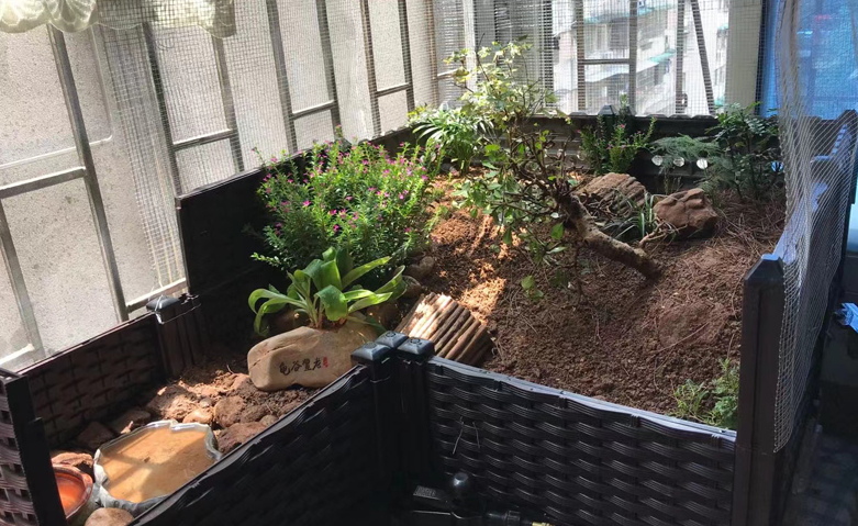 80cm鱼缸造景黄缘闭壳龟造景布局,黄缘闭壳龟450克到550克有多大