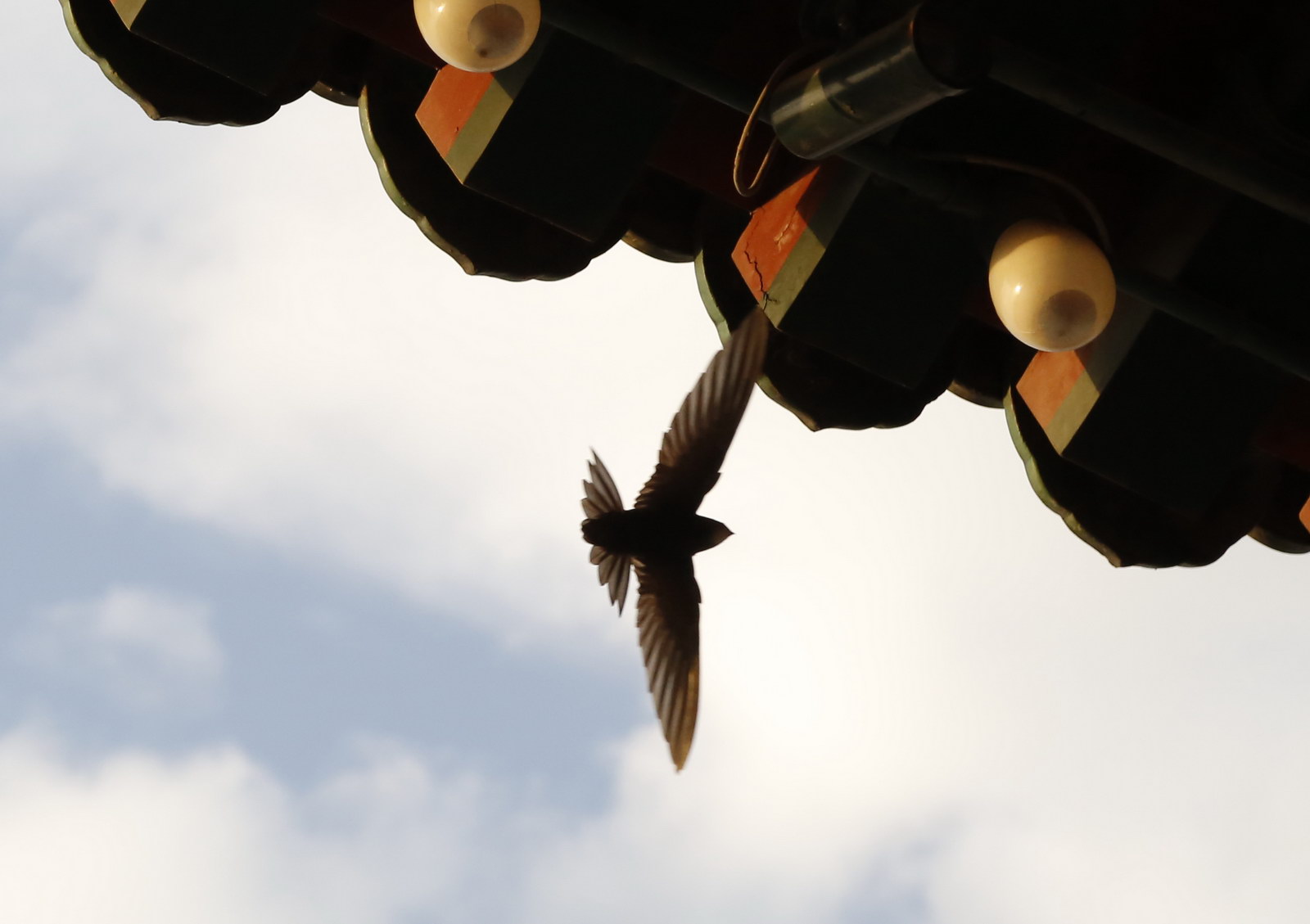 雨燕在空中边飞边睡的视频,雨燕是怎么边飞边睡的