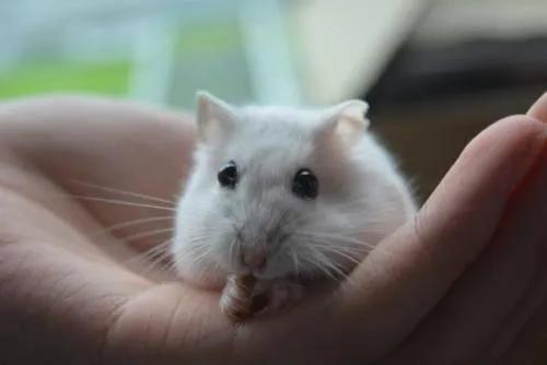 小仓鼠上厕所全集,仓鼠的厕所怎么做