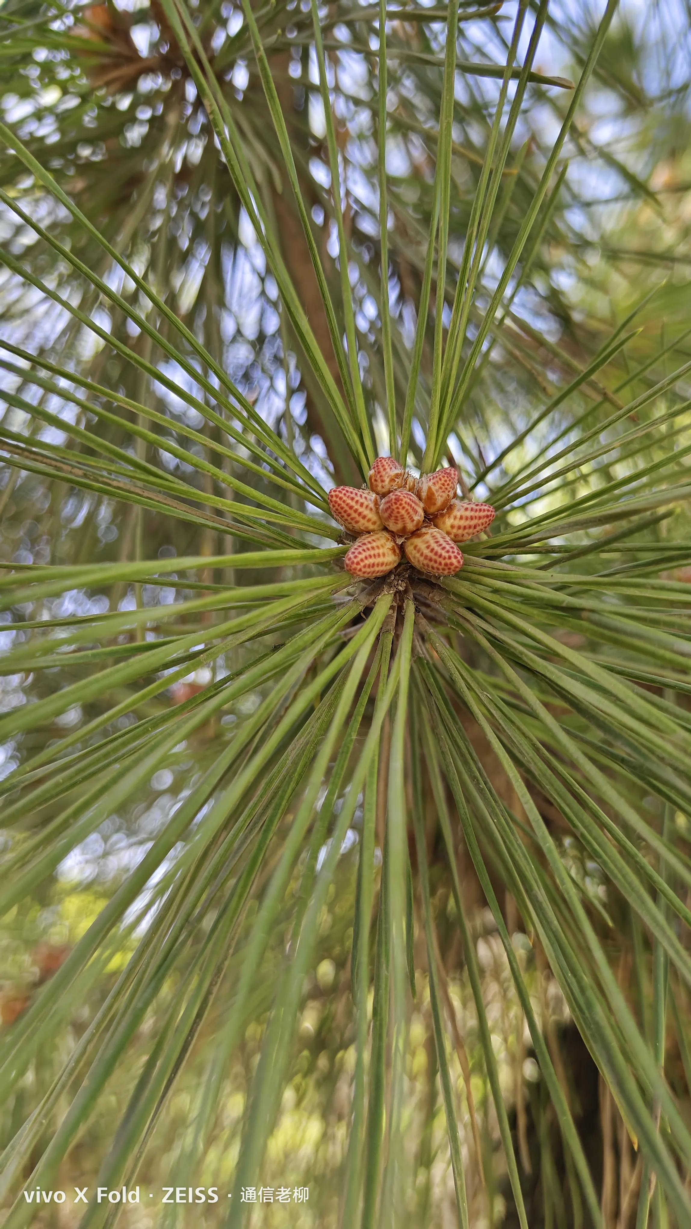 vivoxfold折叠屏手机怎么样,vivoxfold折叠屏手机值得入手吗