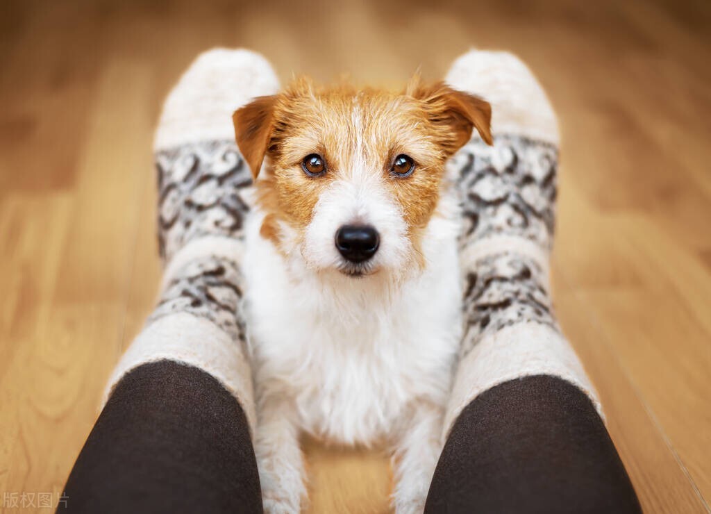 如何培养狗狗安静的性格,怎么纠正狗狗的胆小习惯