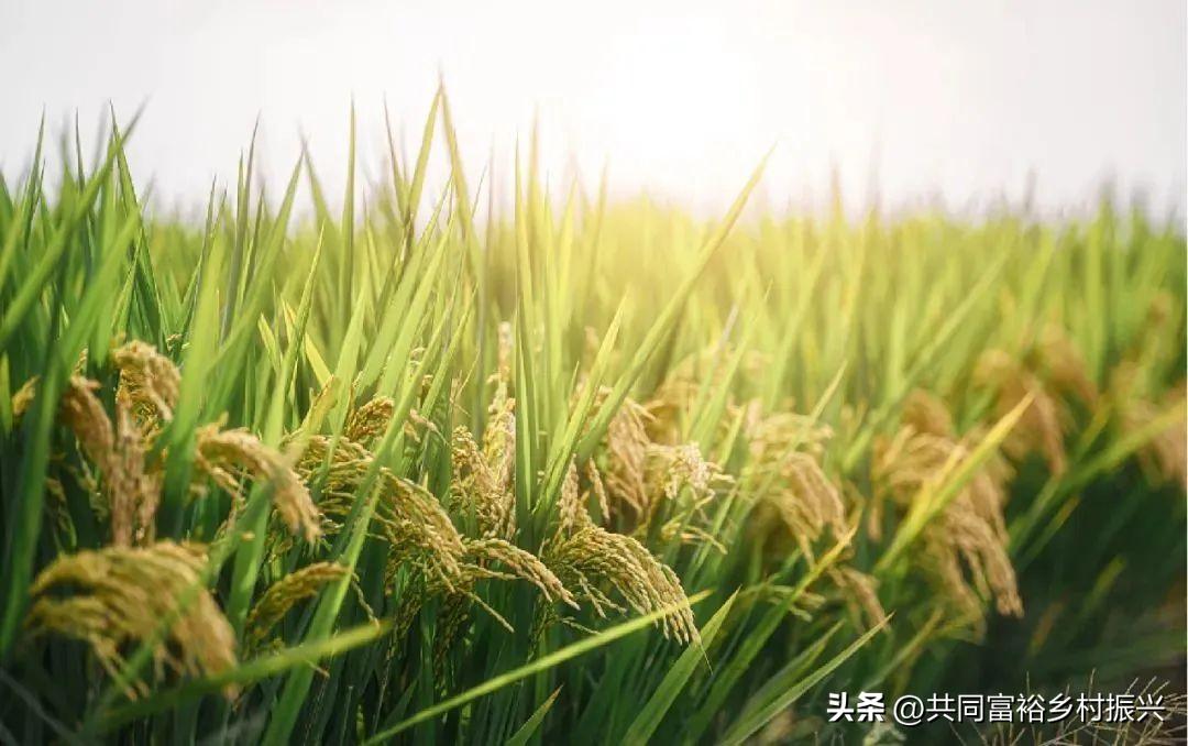 有机农业发展前景的趋势,未来农业最有前景的商机