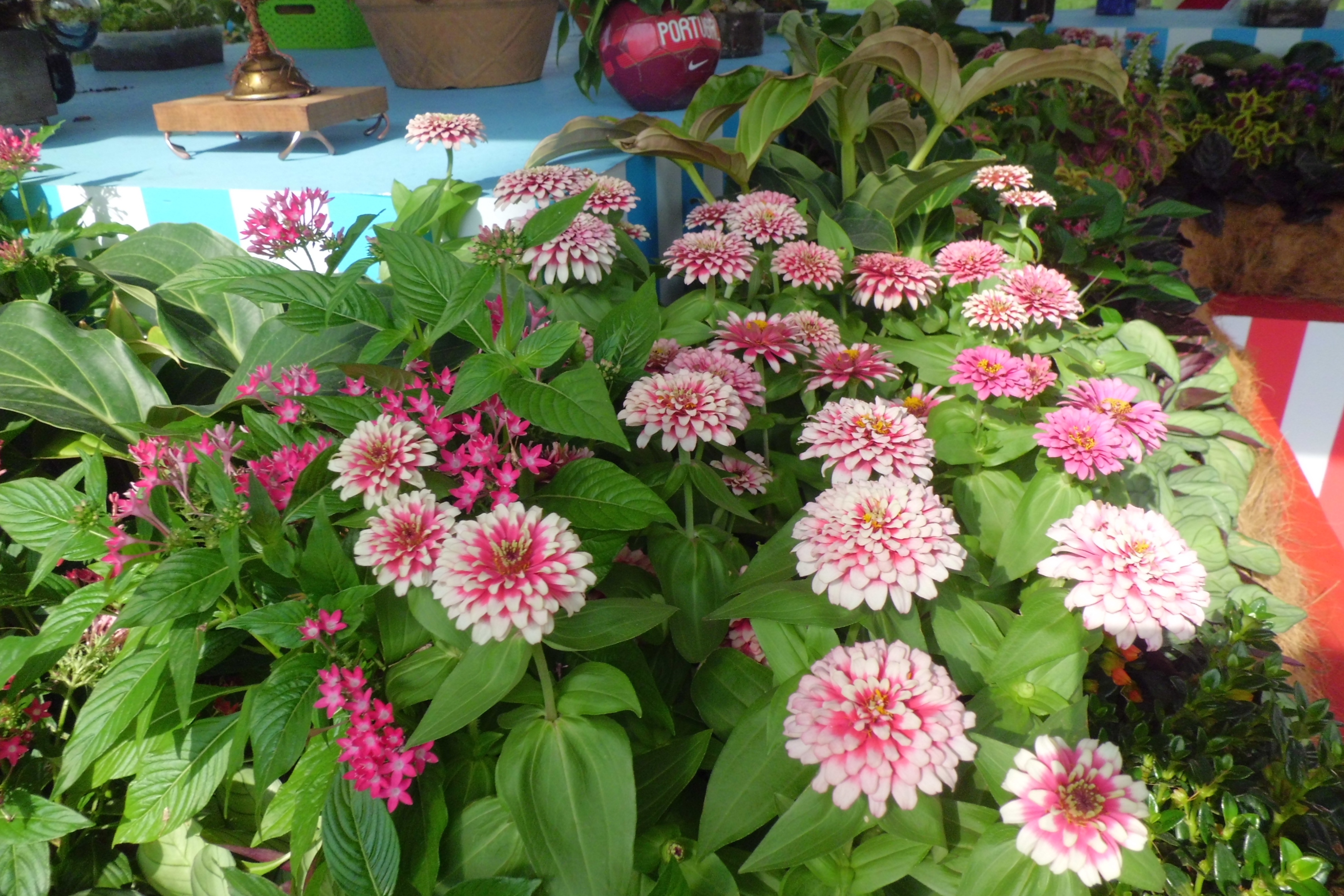 新加坡滨海湾金沙花园景观房,新加坡金沙空中花园高清图