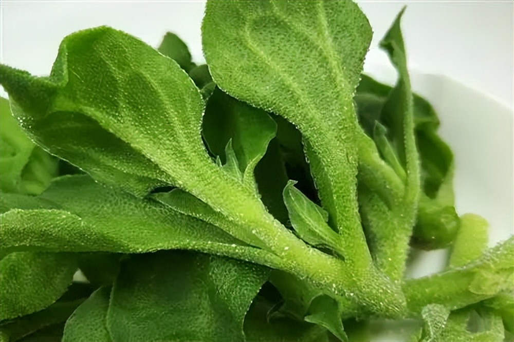 浙江人常吃的蔬菜有哪些,幼儿园常吃的蔬菜有哪些