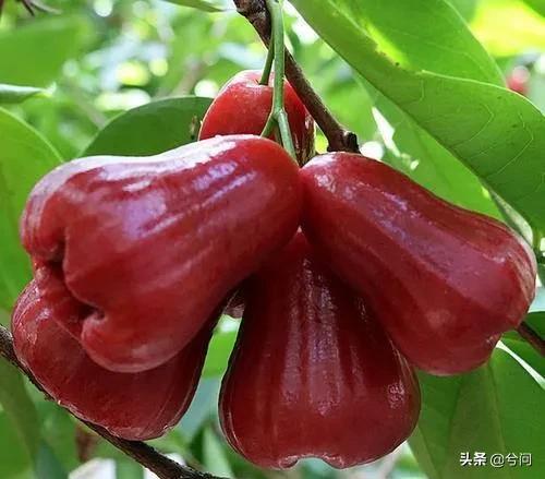 海南的水果特产有哪些？你知道几种？