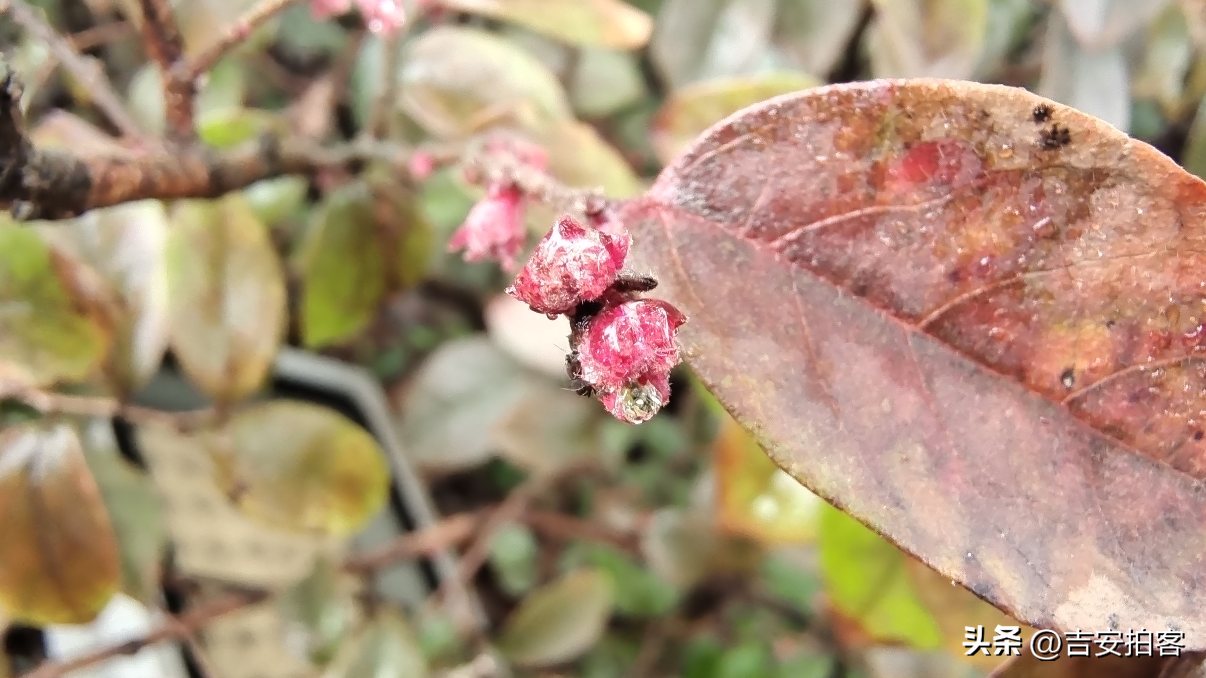 春雨滋润下的红花檵木