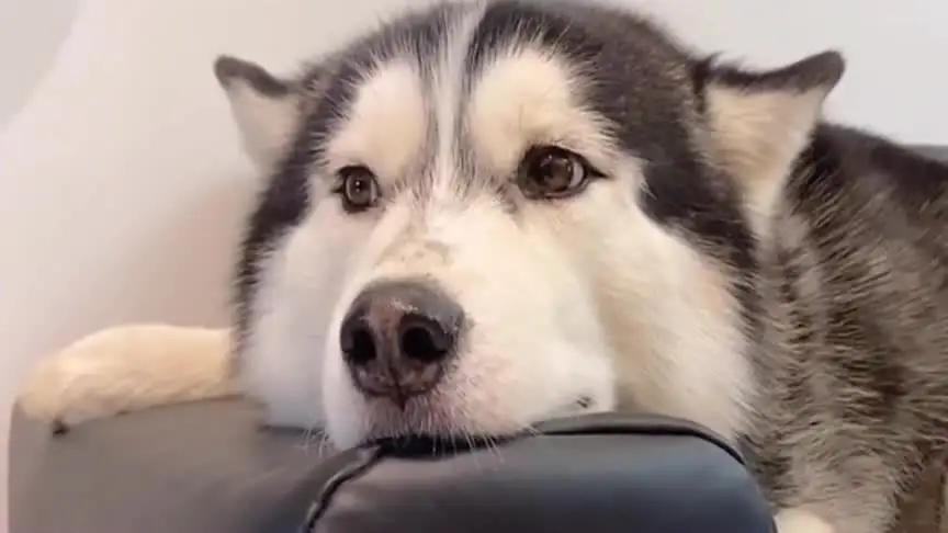 狗狗禁养注意事项,科学养宠纠正狗狗护食的小妙招