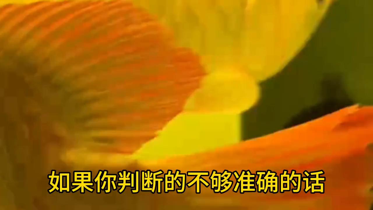 龙鱼立鳞烂身,龙鱼立鳞需要停食不