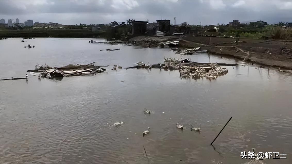 虾塘底部发黑是什么原因,虾塘里的水分层是什么原因