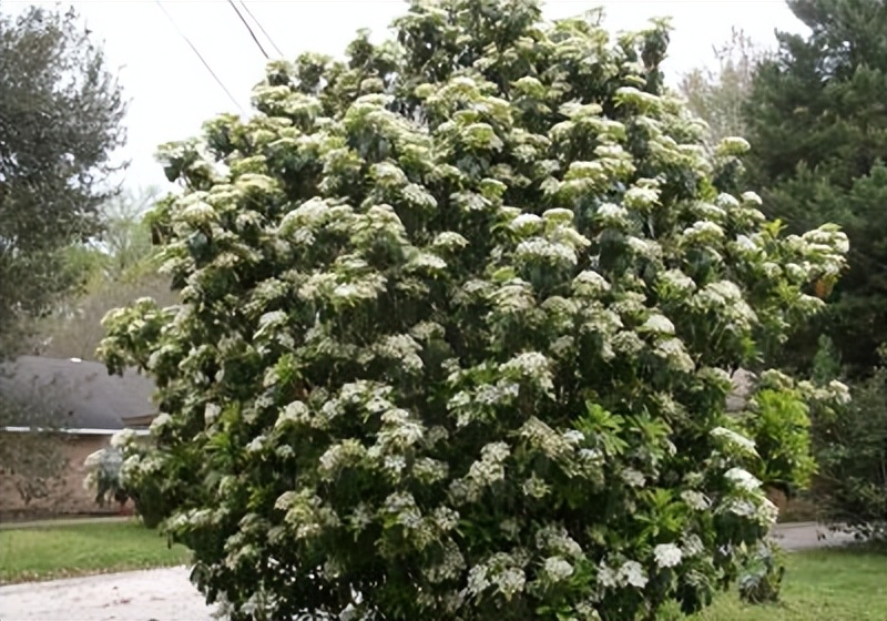 石楠为什么这么臭,石楠为什么有臭味