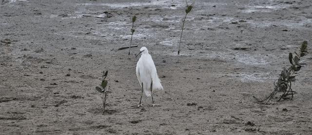 最震撼的红树林,最不真实的红树林
