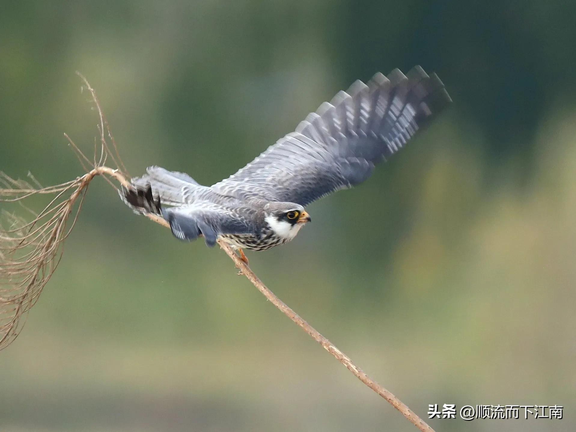 红脚隼叫声,红脚隼