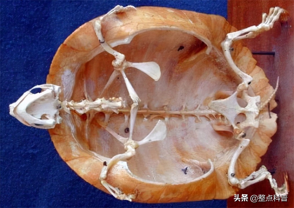 进化论的终极bug,进化论最致命的bug有哪些