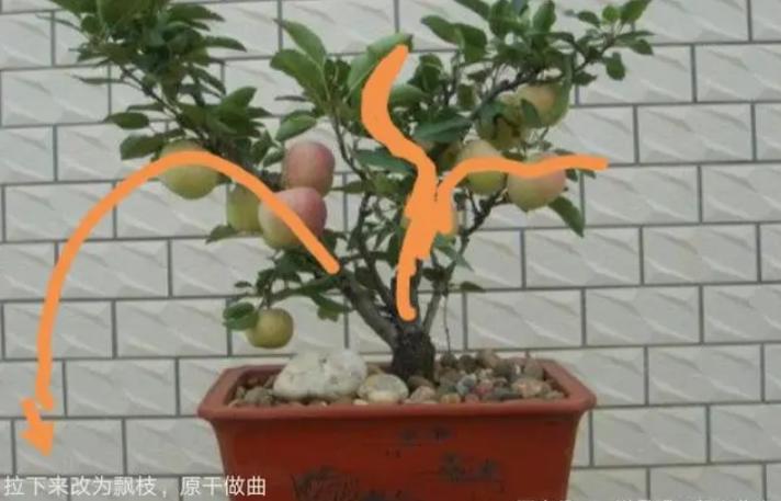 矮化苹果盆景种在家里能结果吗,苹果盆景矮化栽培