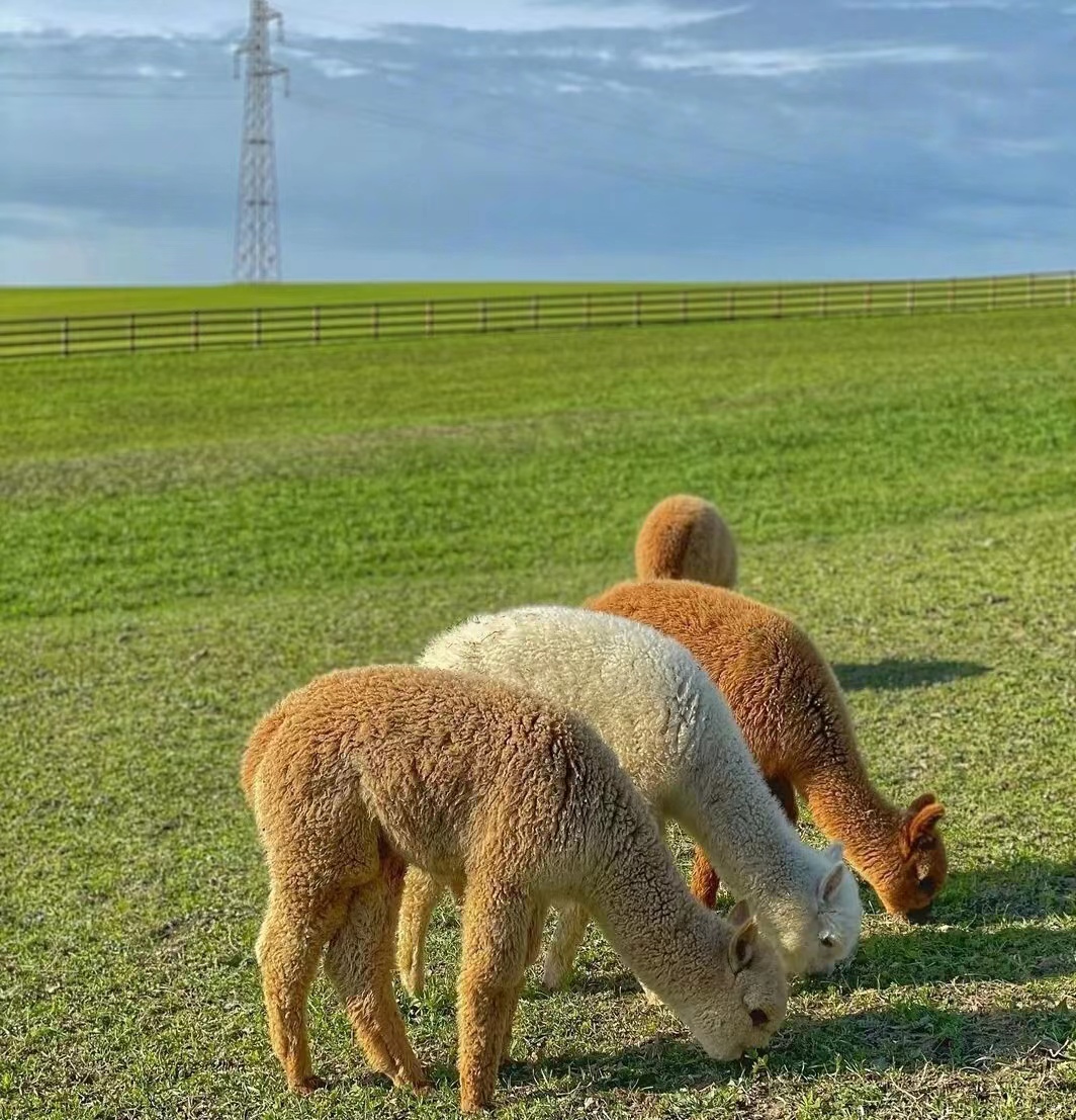 神兽羊驼介绍,关于羊驼的知识解说