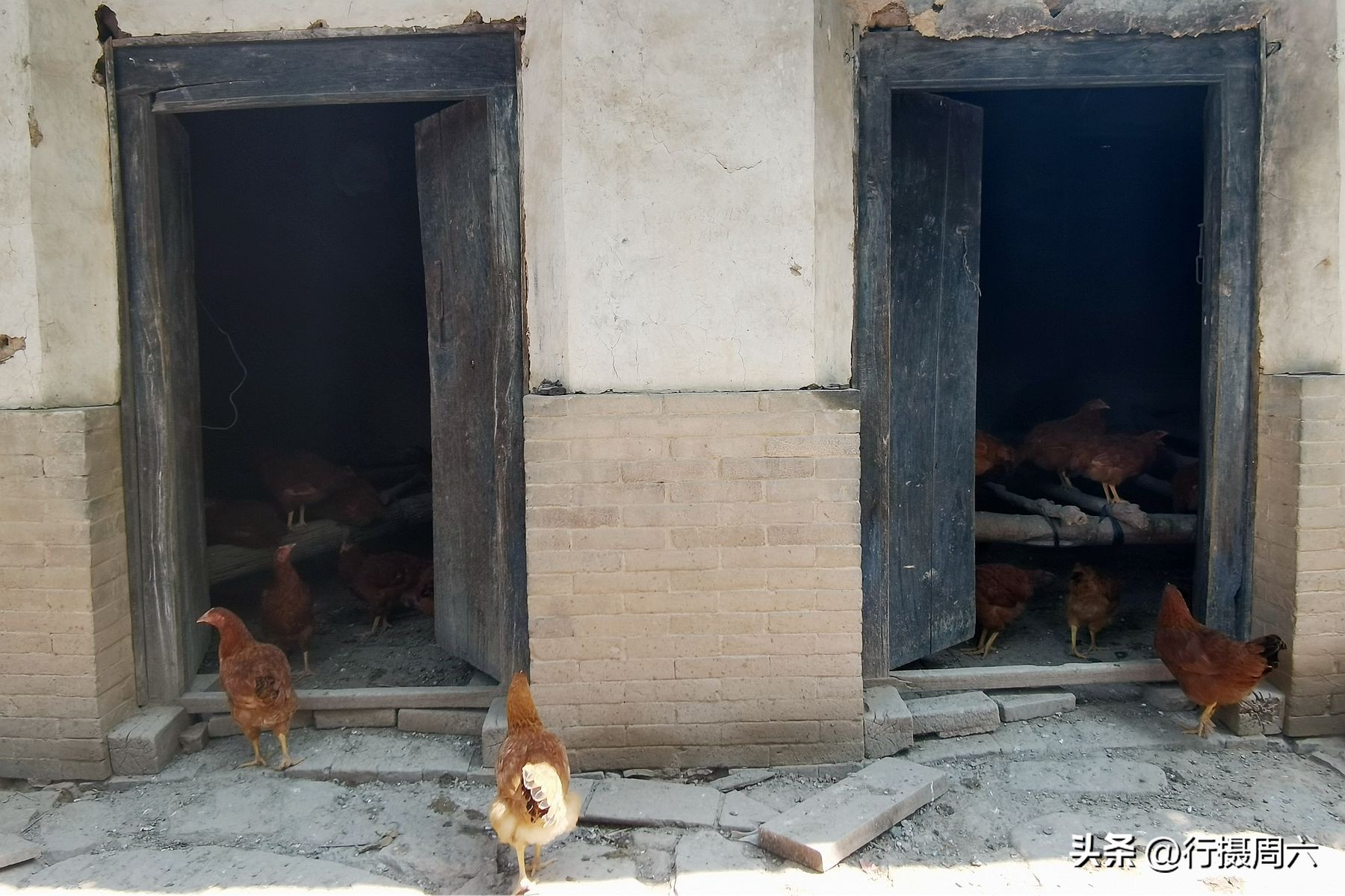 养鸡小两口,养1000只跑山鸡一年赚多少