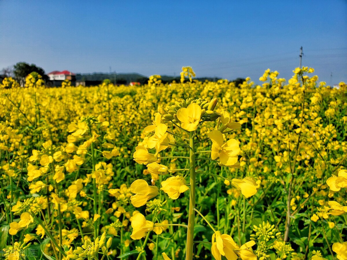 皖南赏花排名,安徽皖南春光好赏花正当时