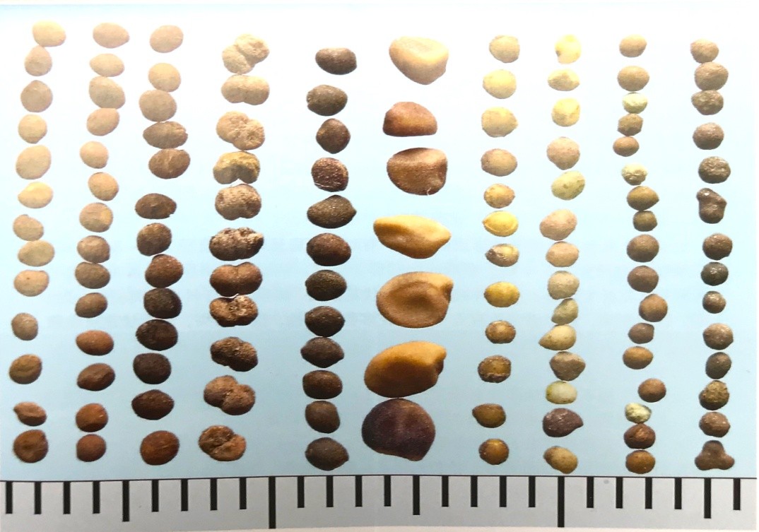 《药你明白》专栏:每天学一味中药:菟丝子