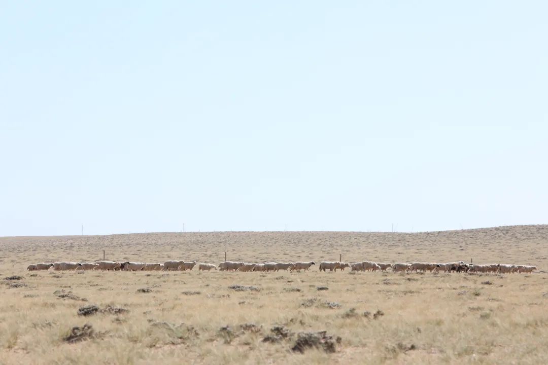 牧民的快递如何送？