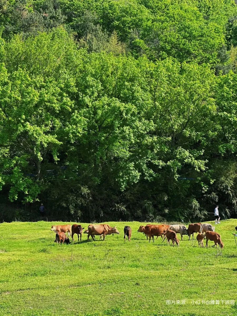 信阳十大旅游乡村,信阳周边乡村旅游景点推荐