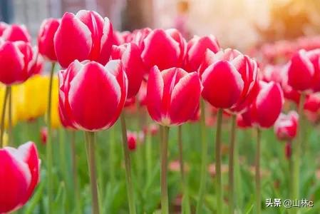 各种各样的鲜花尽情开放争芳斗艳,各种颜色的鲜花开得好美丽动人