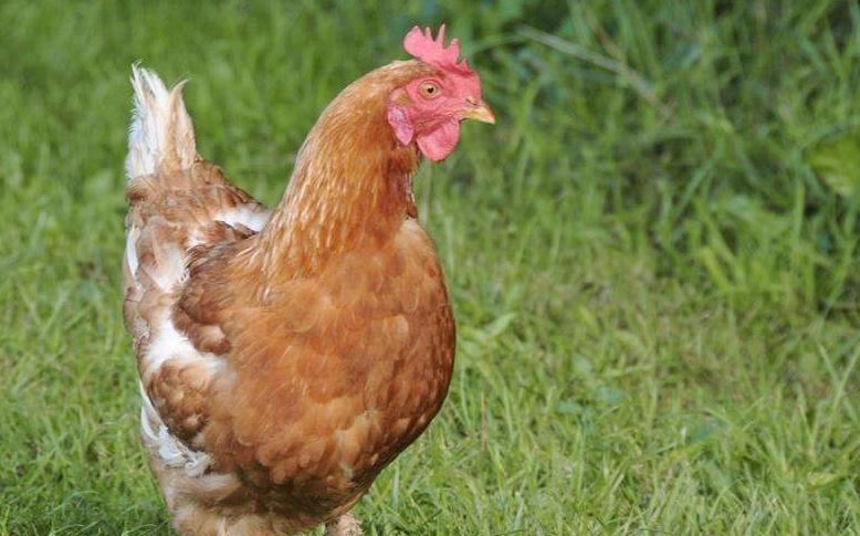 气囊炎症状特效药,气囊炎怎么办