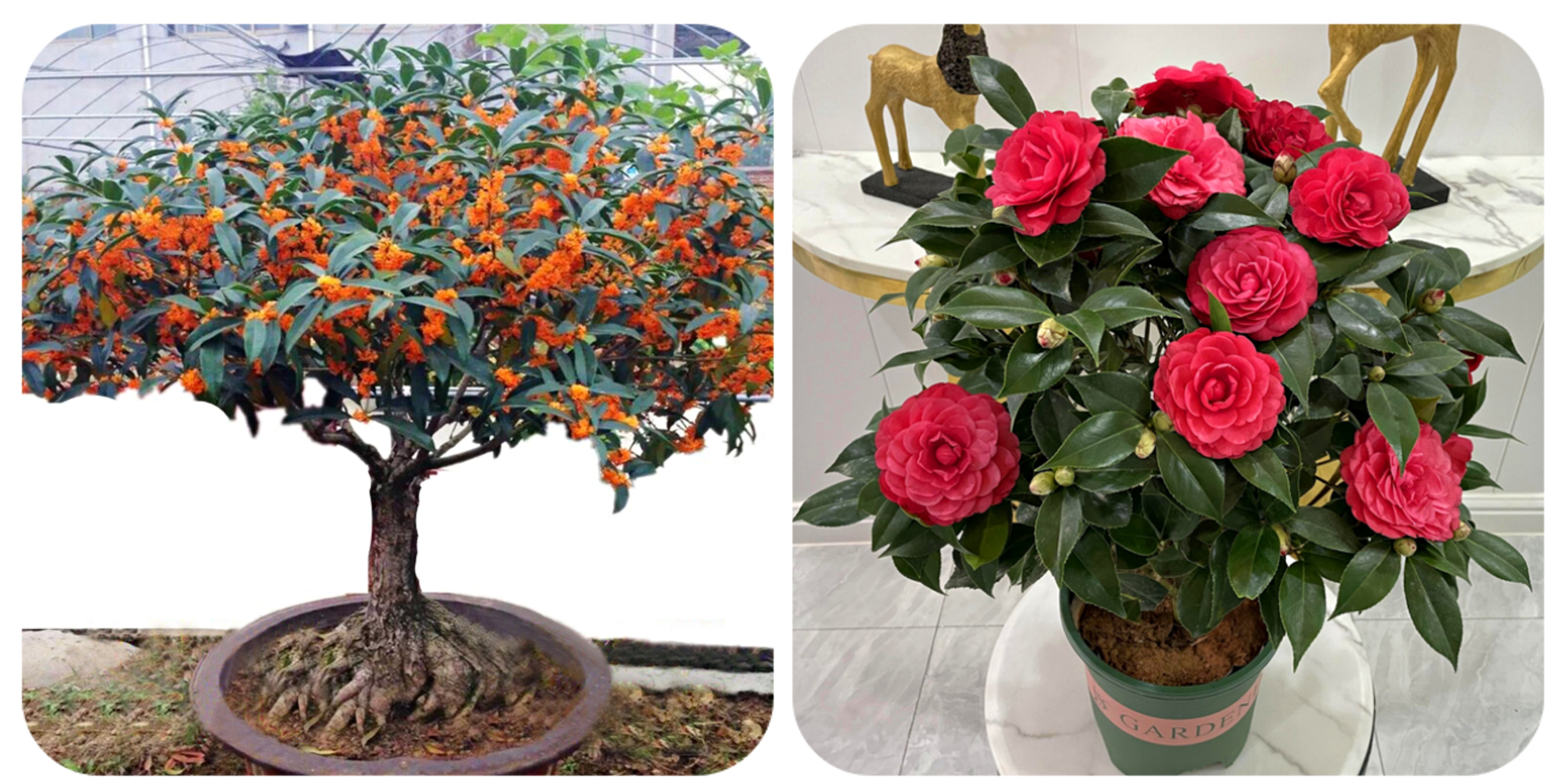 100种花能养在阳台上，50种开花的，40种绿植，10种蔬果