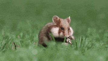 仓鼠喝酒比人喝酒量还要高,仓鼠能喝的酒是什么酒型