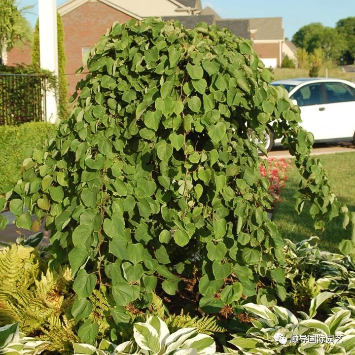 南方人爱不够的紫荆花，北方人懵了：“这哪儿是紫荆花啊？”
