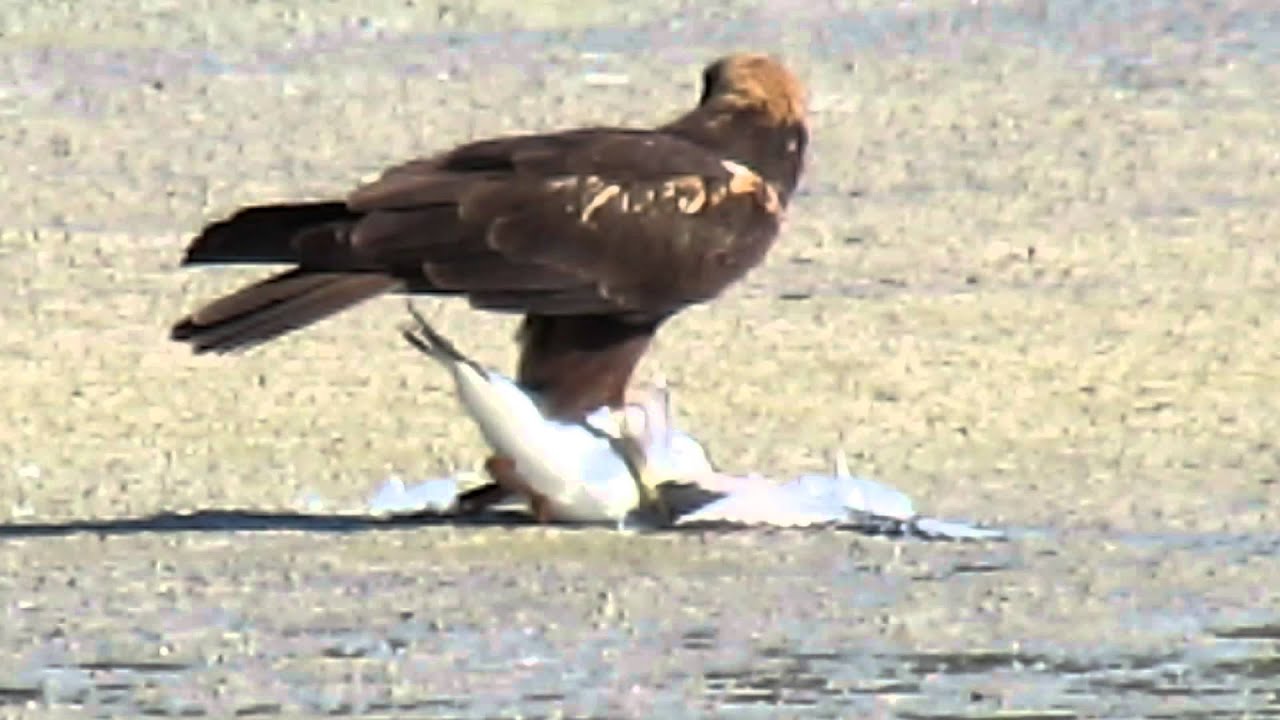 老鹰捕杀大鸟视频,老鹰吃鸟记录