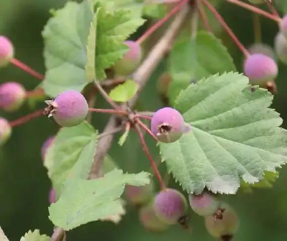春天十种最美的花名字,花名带冬的有什么花