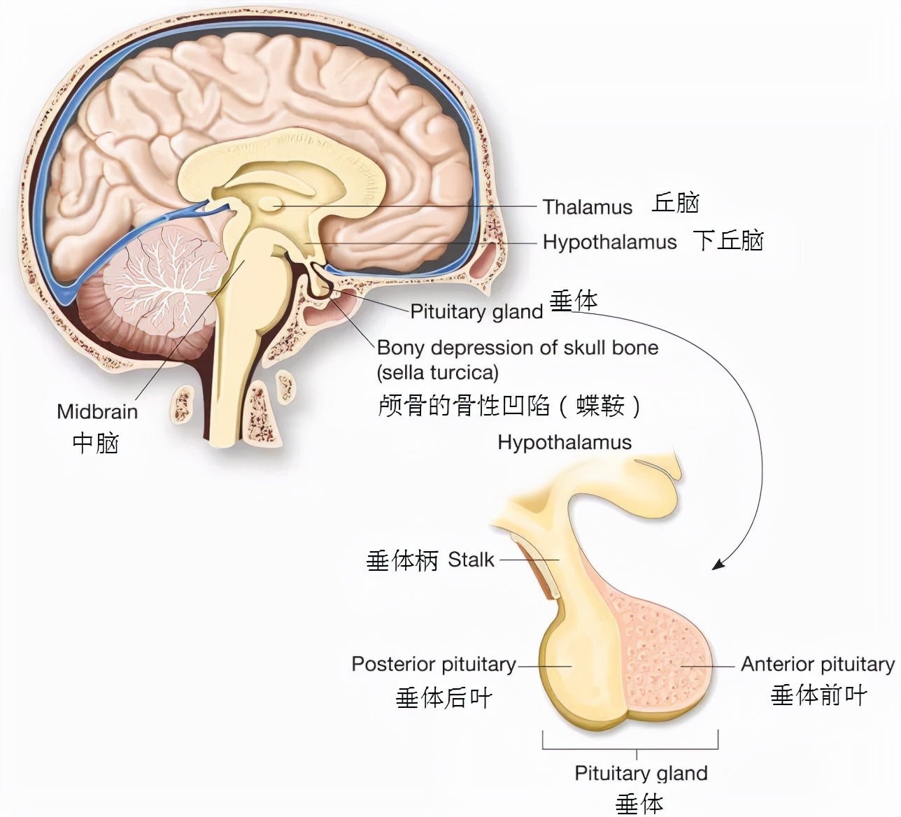 12岁男孩身高超过160的概率,12岁男孩升高2米