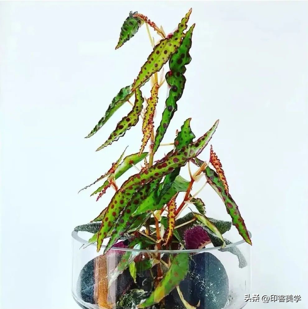 年轻人为“丑东西”买单，是智商税吗？