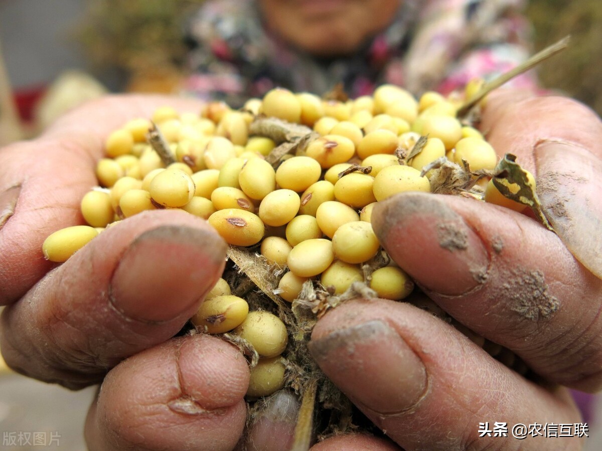 大豆减产对豆油豆粕哪个涨幅大,大豆跌豆粕为什么涨