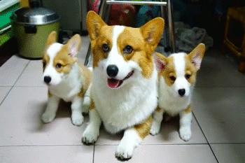 柯基犬容易患什么眼疾,柯基犬的常见疾病是什么怎么解决