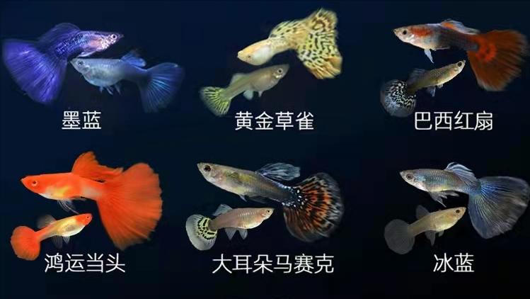 新手养观赏鱼全过程,新手养鱼入门基础教程小观赏鱼