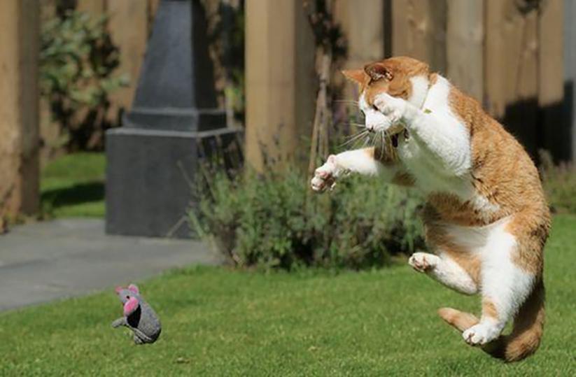 1000只猫鼠大战,72只猫灭鼠大战真实视频