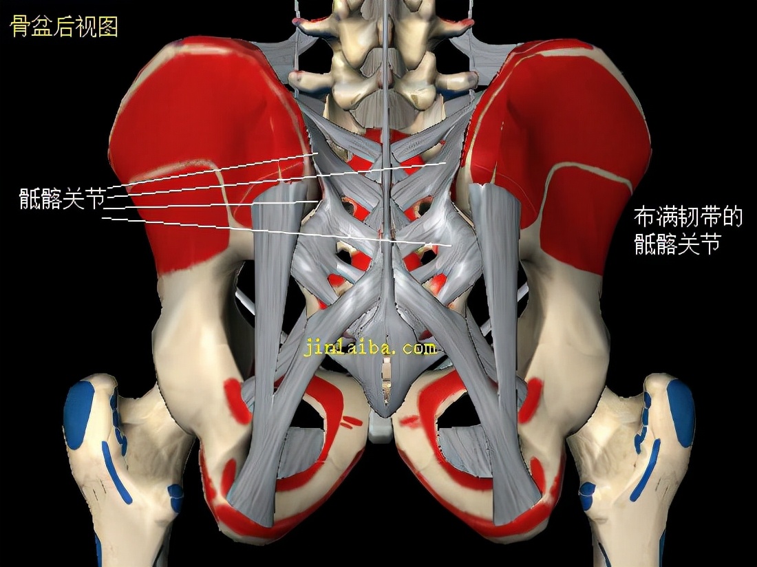 骨盆不对称是什么原因造成的,骨盆不对称会导致什么后果