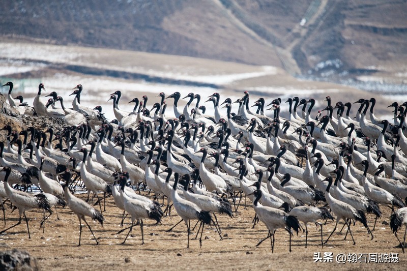 高原精灵黑颈鹤越冬之地——大山包（云、藏自驾旅行纪实之一）