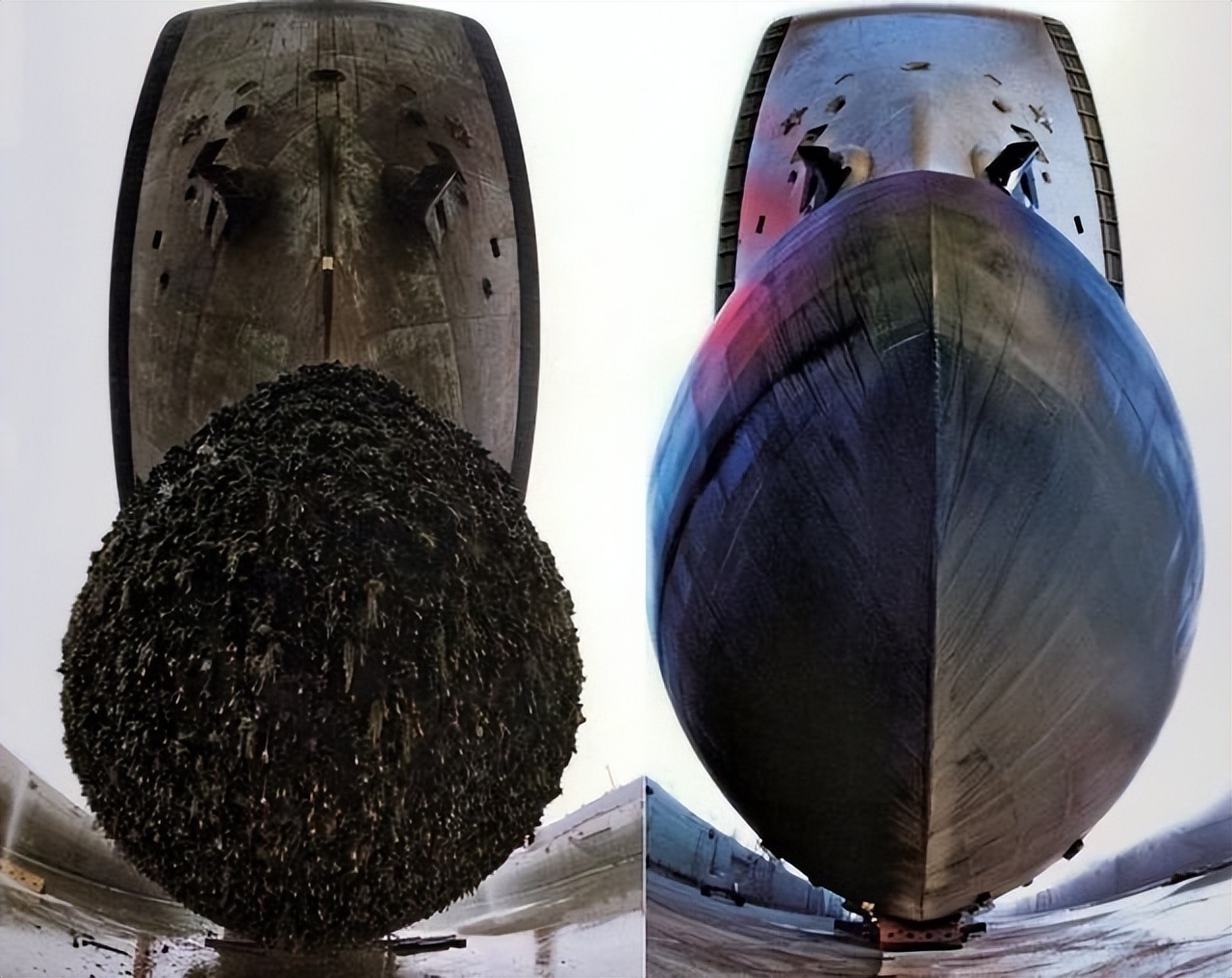 每次航线结束能刮下十多吨海鲜，都到海鲜市场了？这种海鲜吃不得