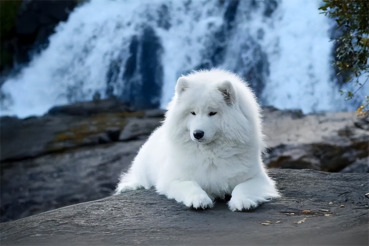 狗狗最近一到晚上就开始嘤嘤,狗狗咳嗽用普安特
