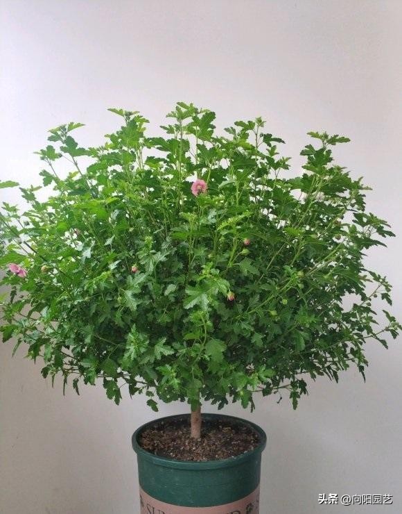 木槿棒棒糖怎么施肥,棒棒糖小木槿淋雨干枯了怎么办