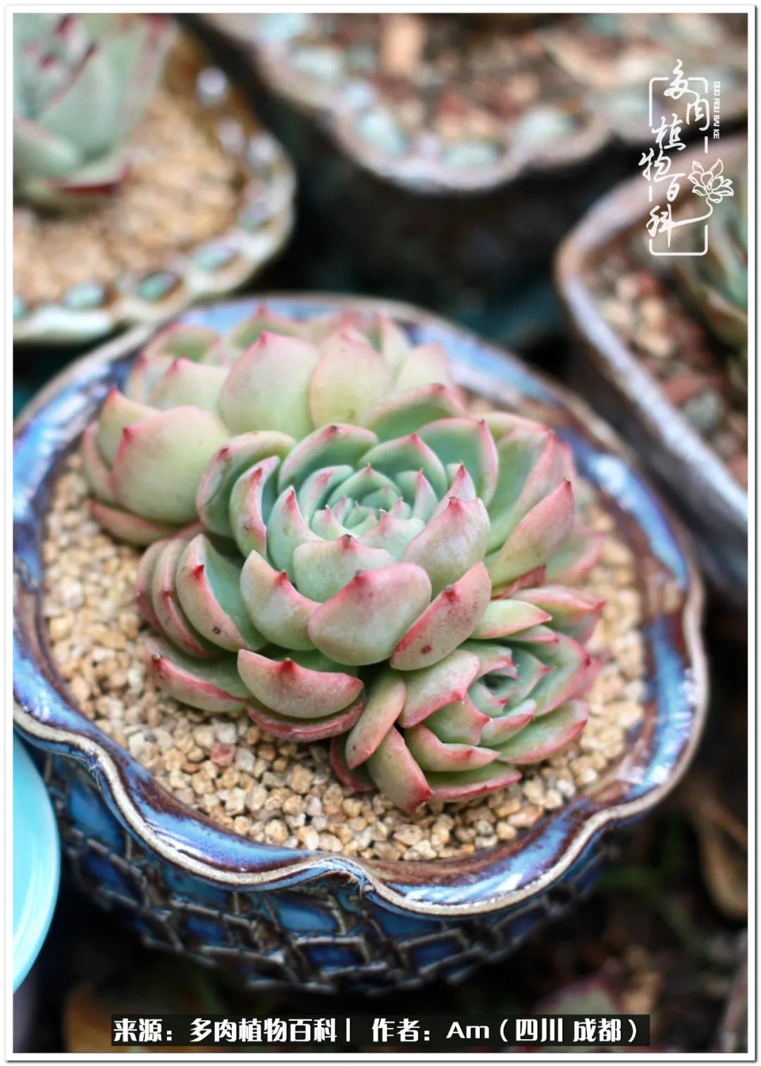 多肉小盆友生活多姿多彩,多肉小精灵福享不停