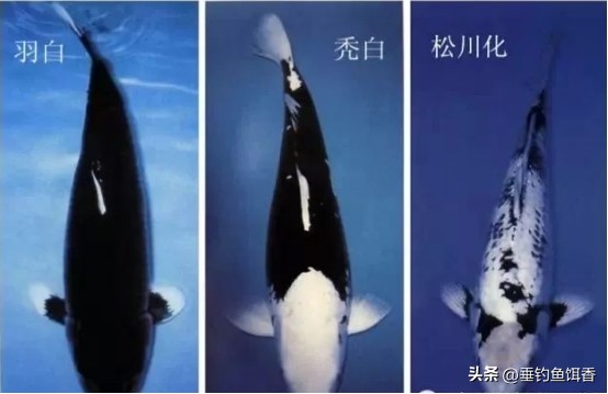 南京钓友钓获通体纯黑怪鱼，连眼睛都是黑的，它的身份真不简单！