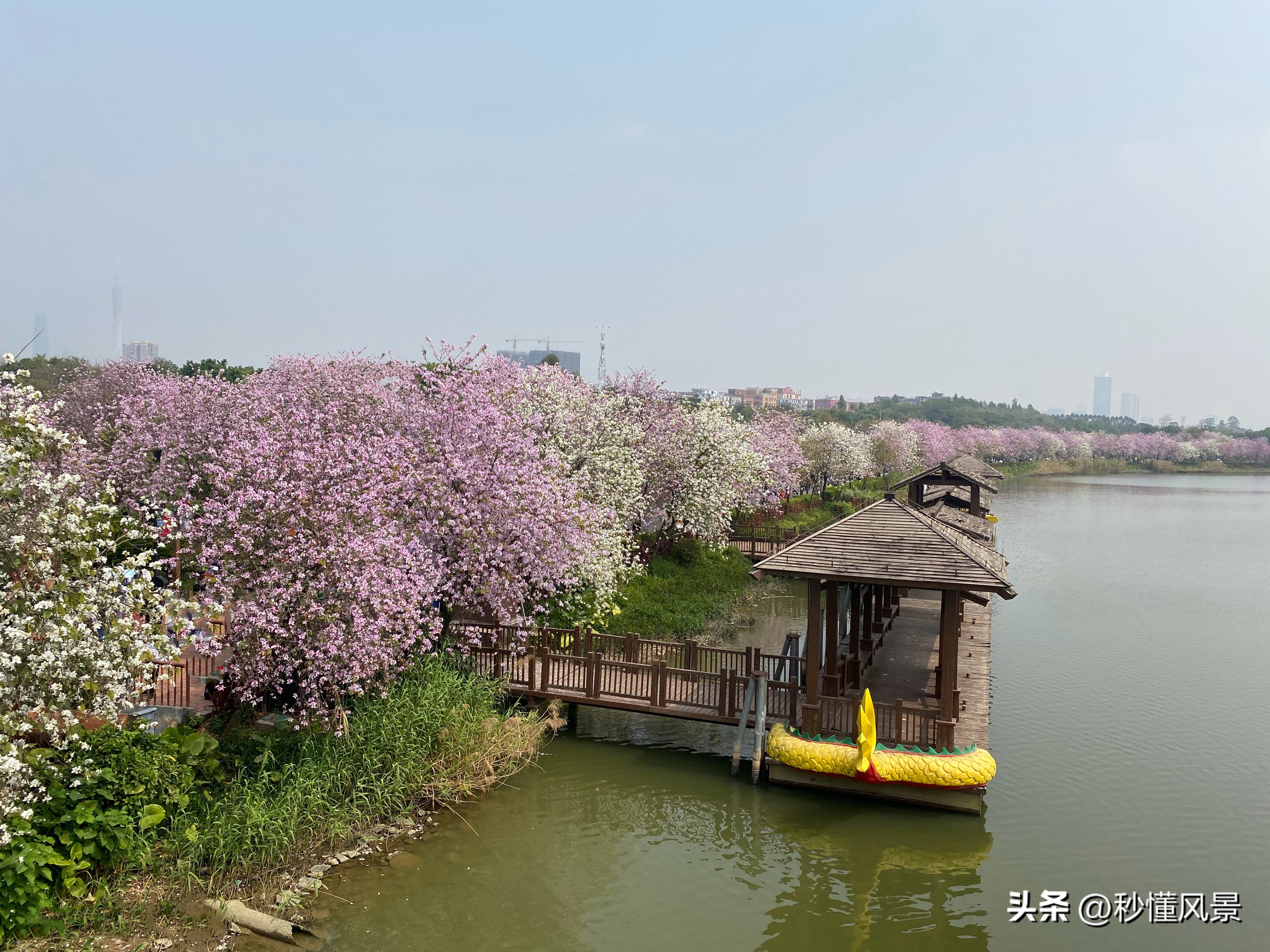 12月份广州湿地公园网红打卡地,广州最大的花海公园