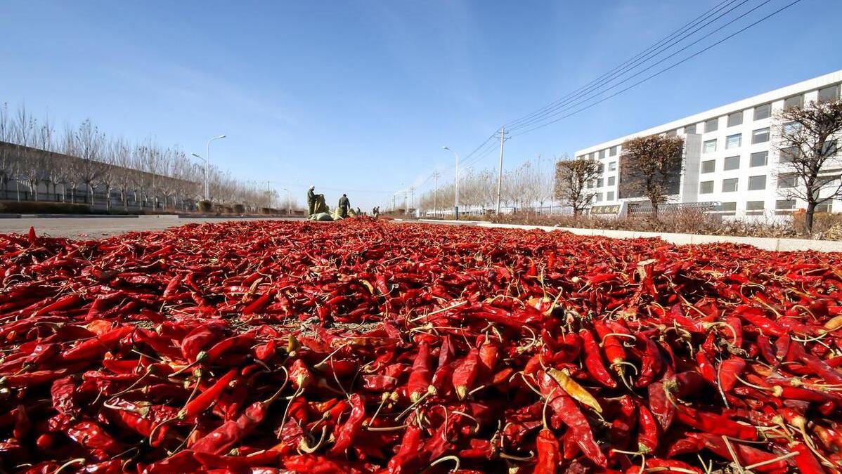 为什么有钱人扎堆种辣椒？辣椒中“茅台”，今年刚上市300元一斤