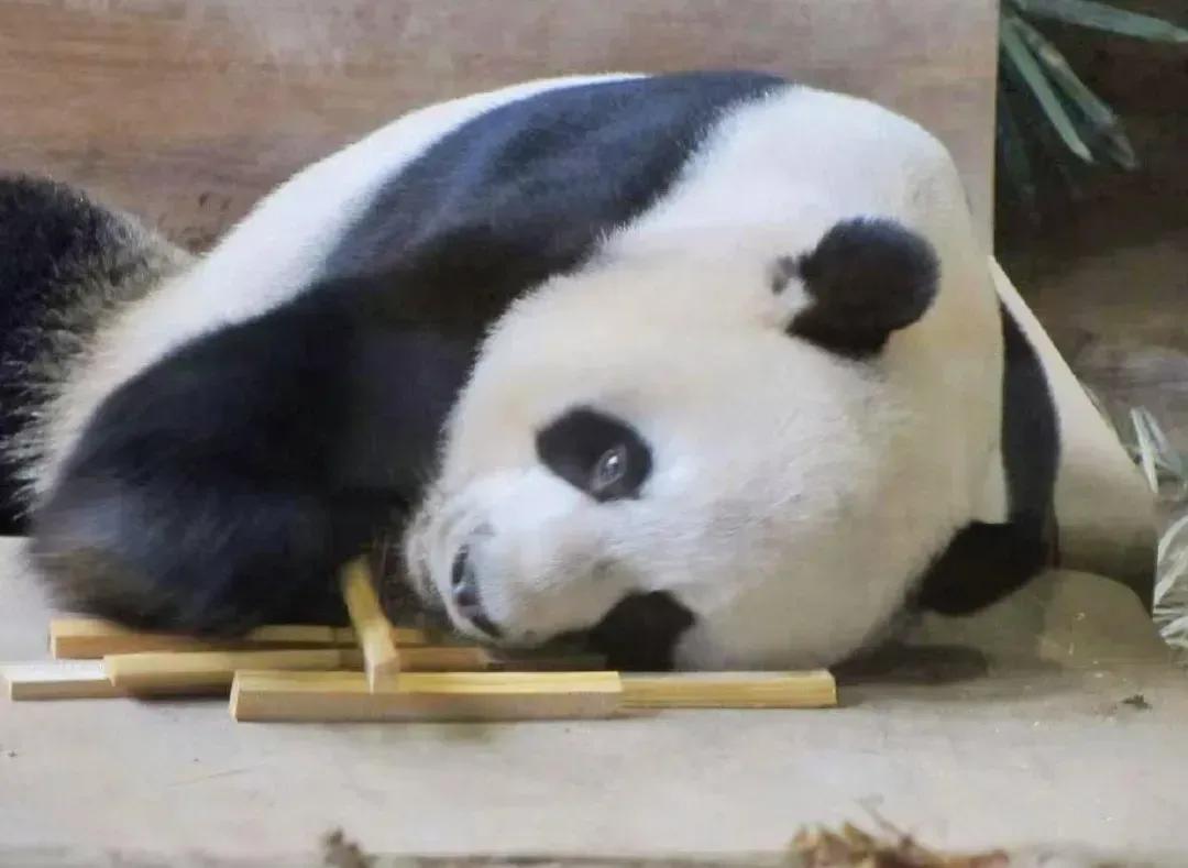 它们被续签给泰国时可是生死合同!却被说成可在泰国安心终老?